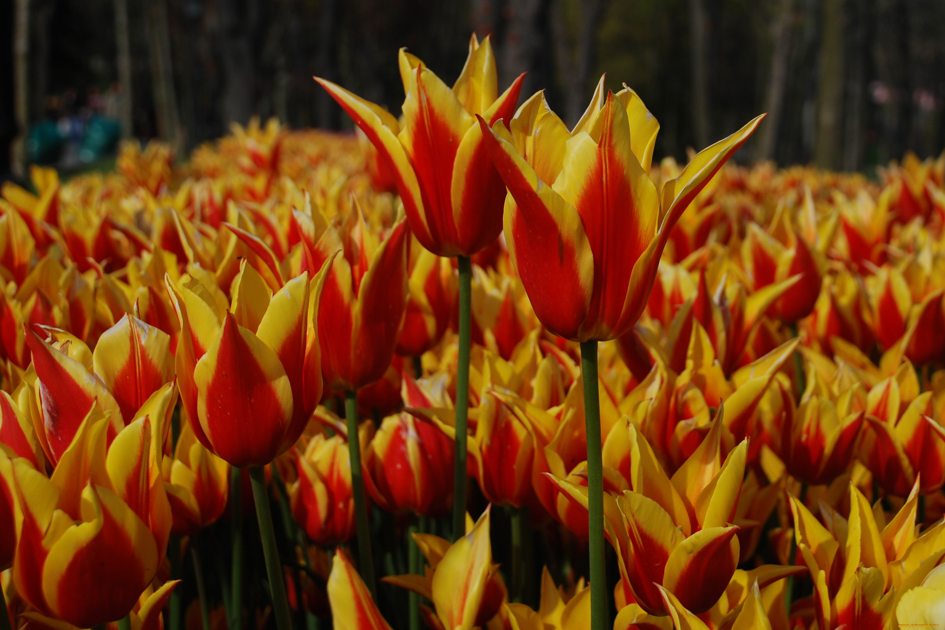 цветы, тюльпаны