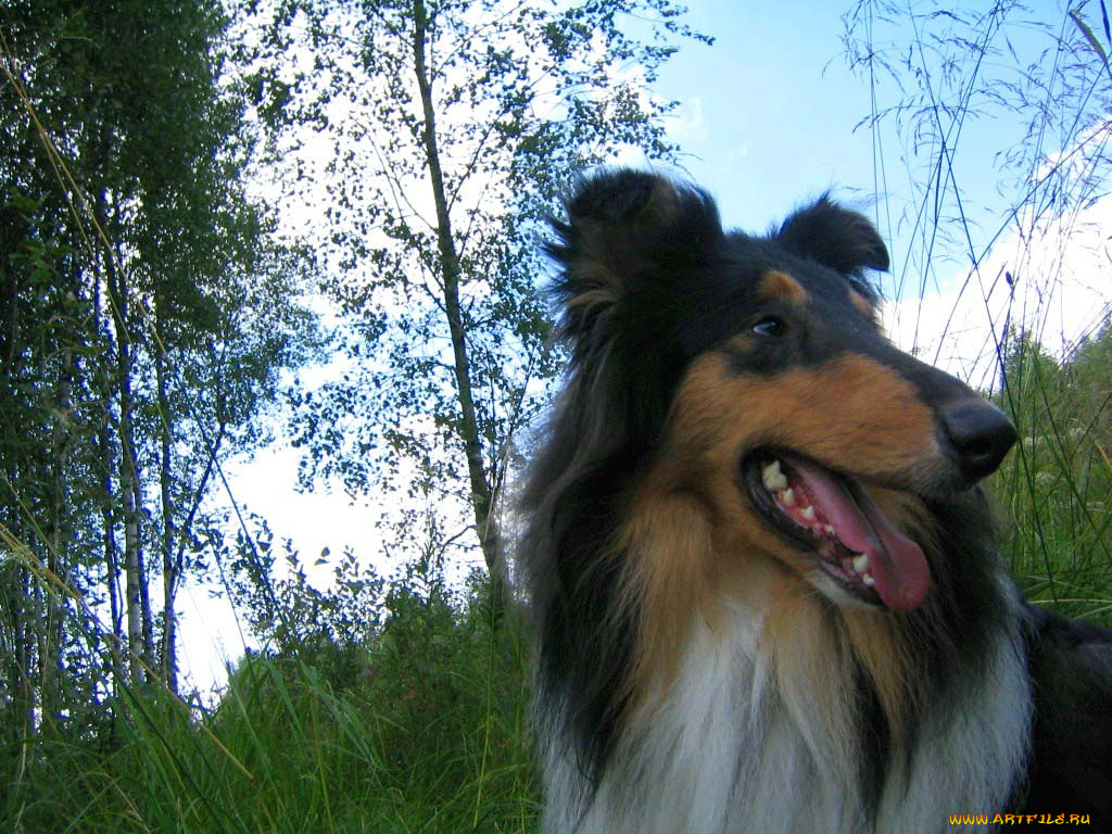 животные, собаки