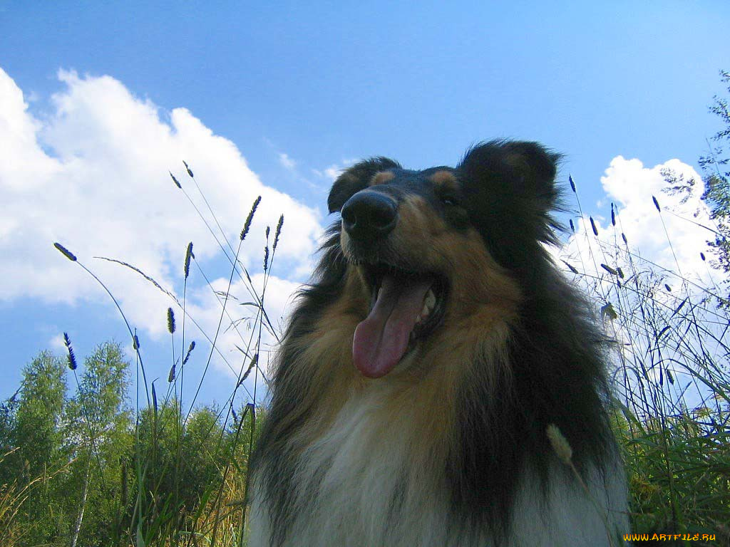 животные, собаки