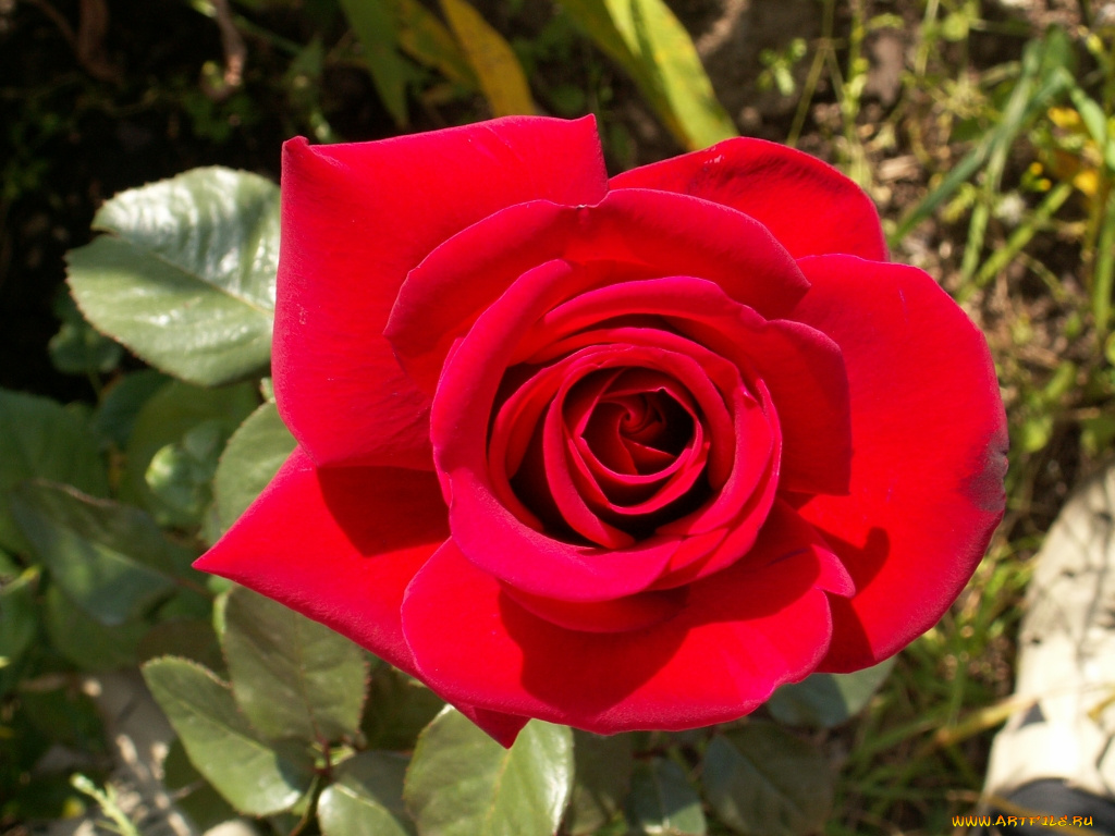 роза, цветы, розы