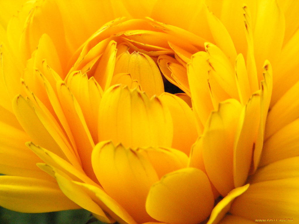 цветы, рудбекия