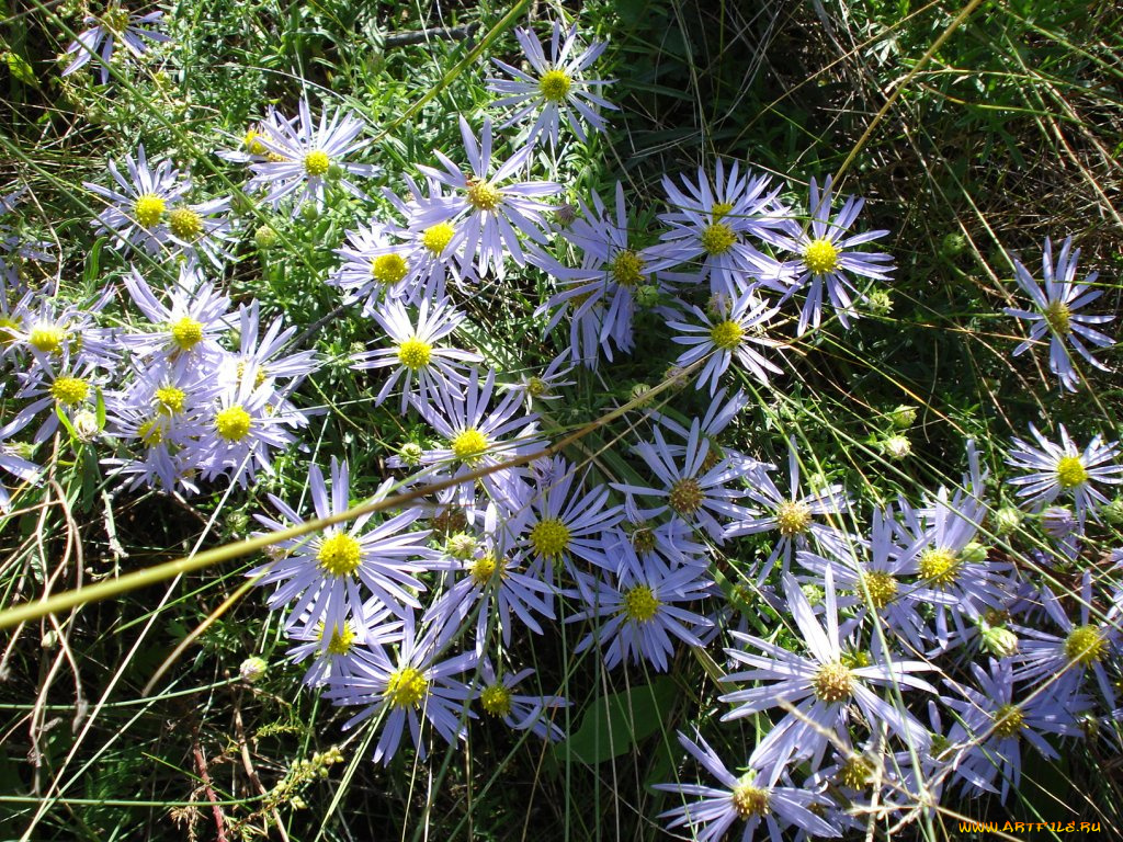 утреннее, небо, цветы, астры