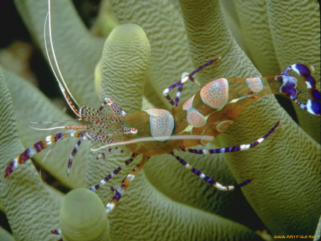 животные, морская, фауна