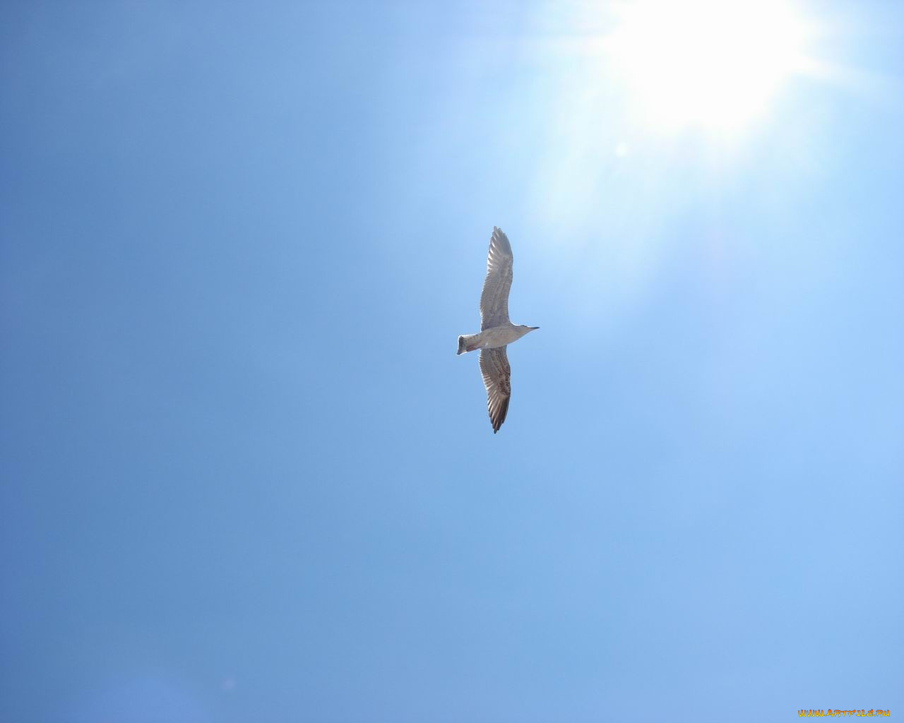 Чайка, животные, Чайки, бакланы, крачки