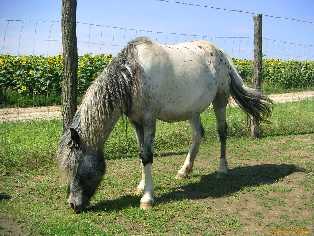 животные, лошади