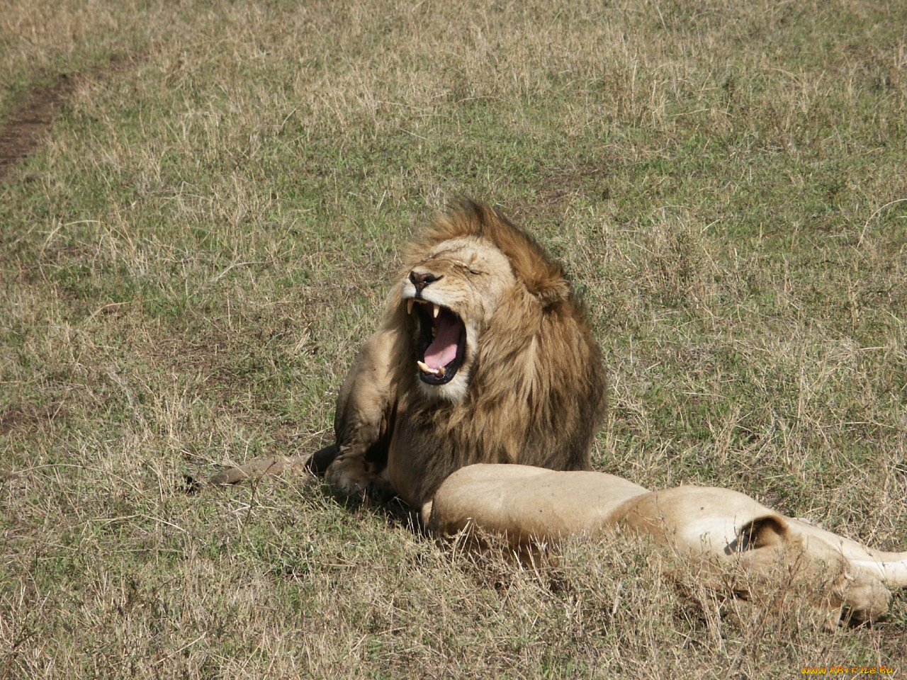 животные, львы