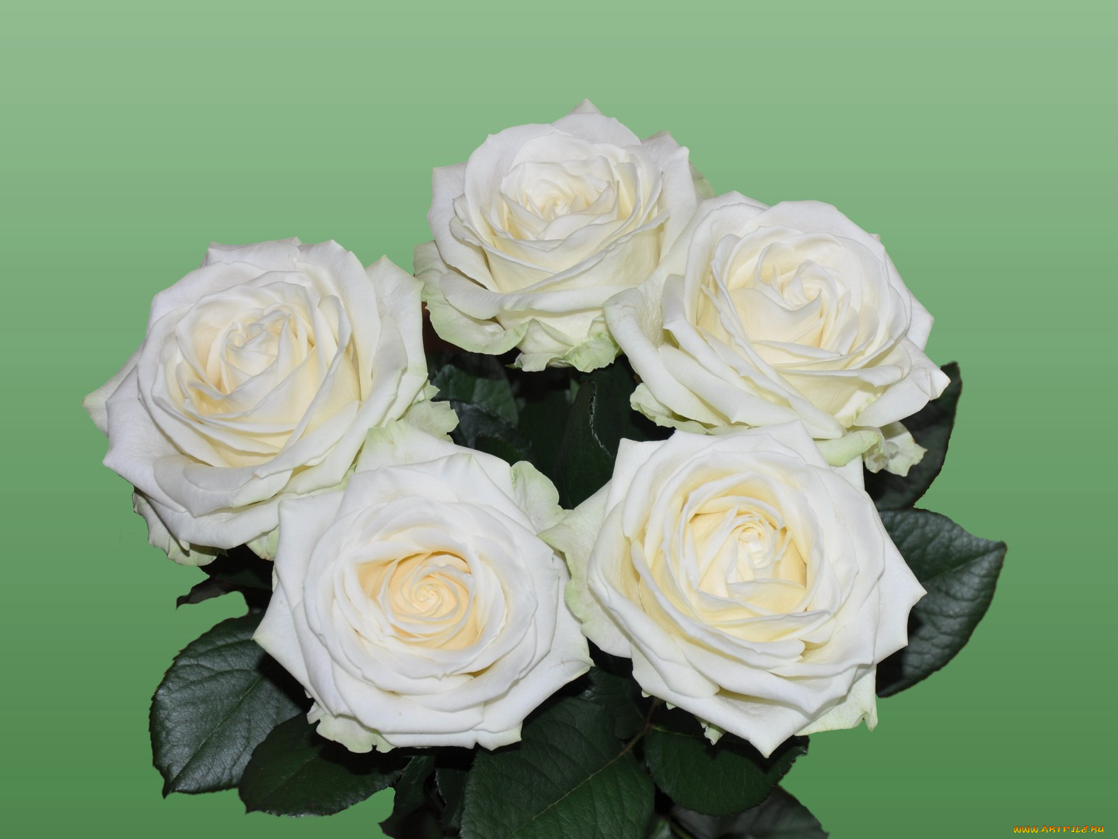 цветы, розы