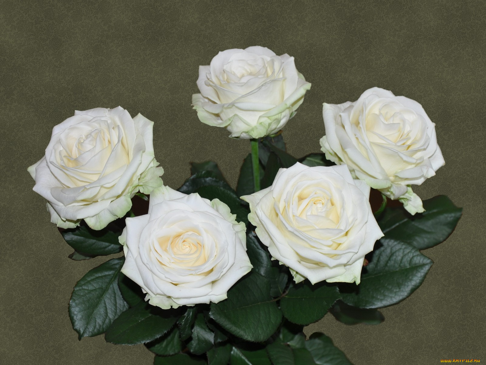 цветы, розы