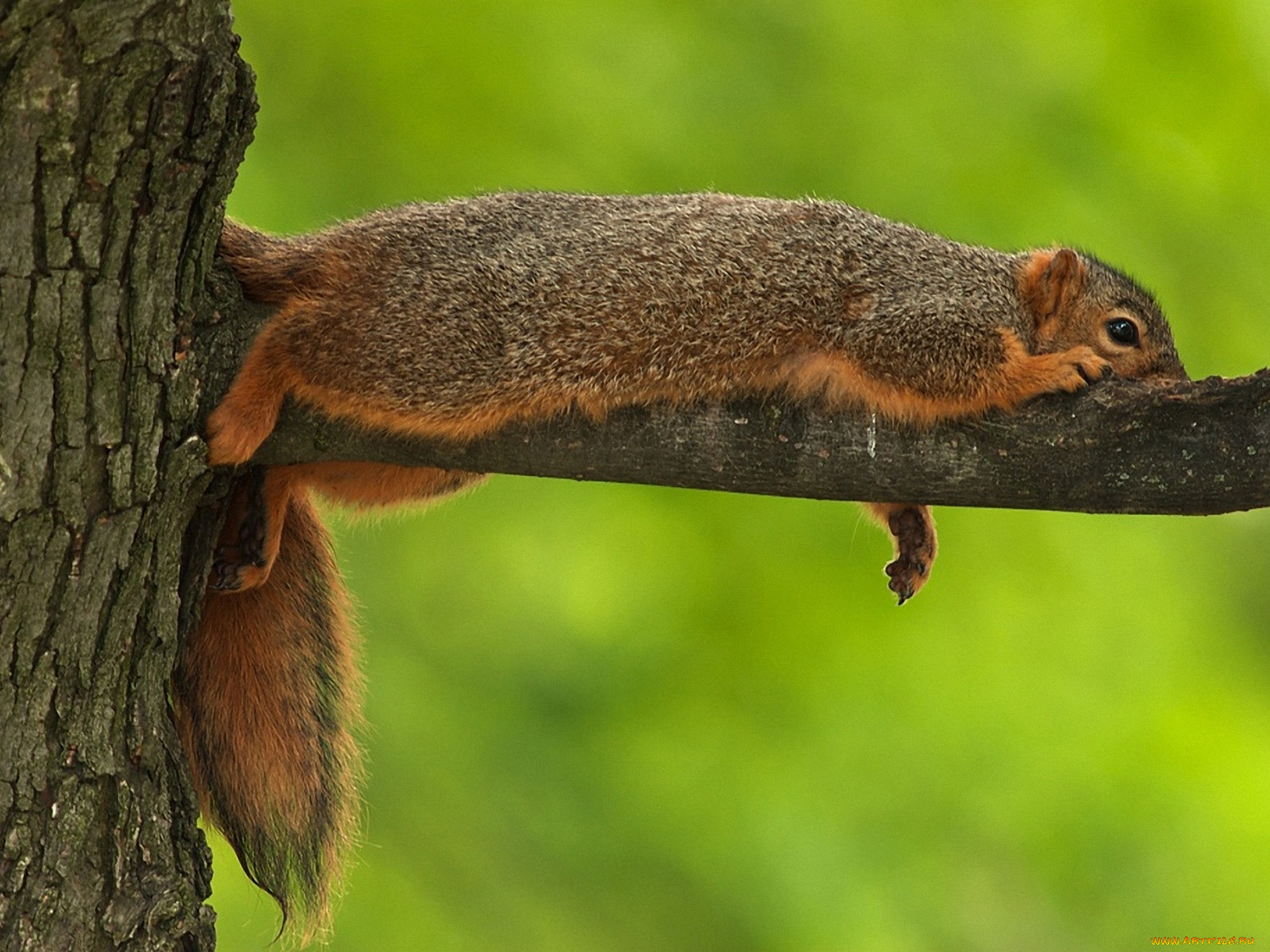 животные, белки