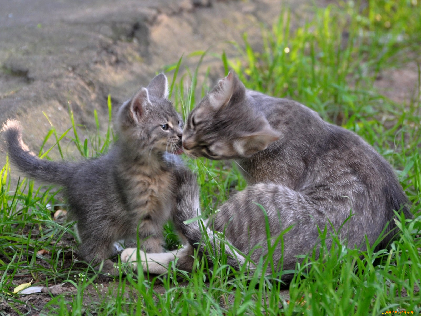 животные, коты