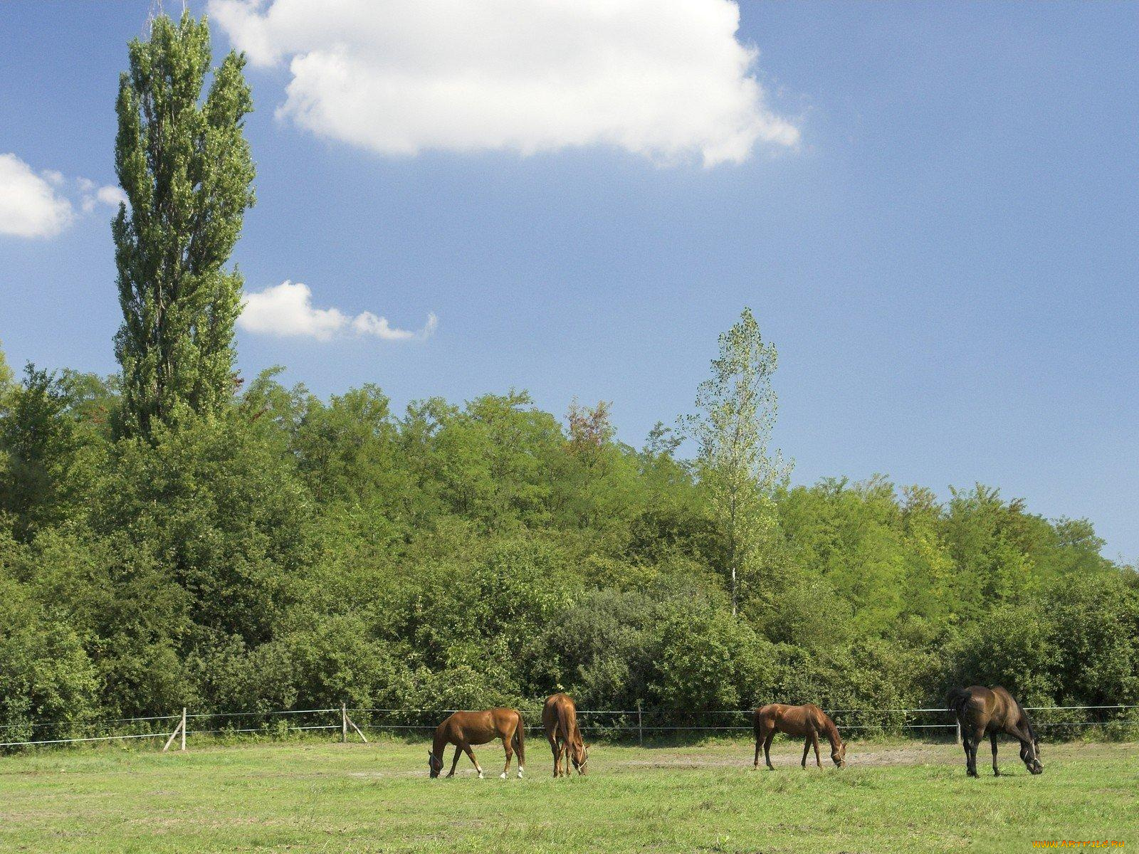 животные, лошади