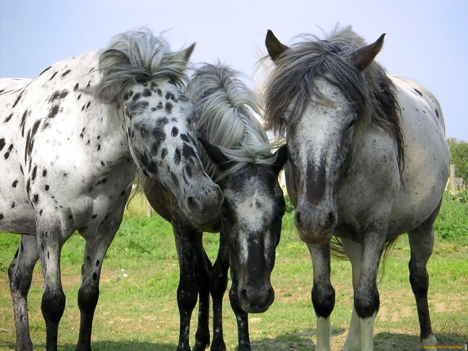 животные, лошади