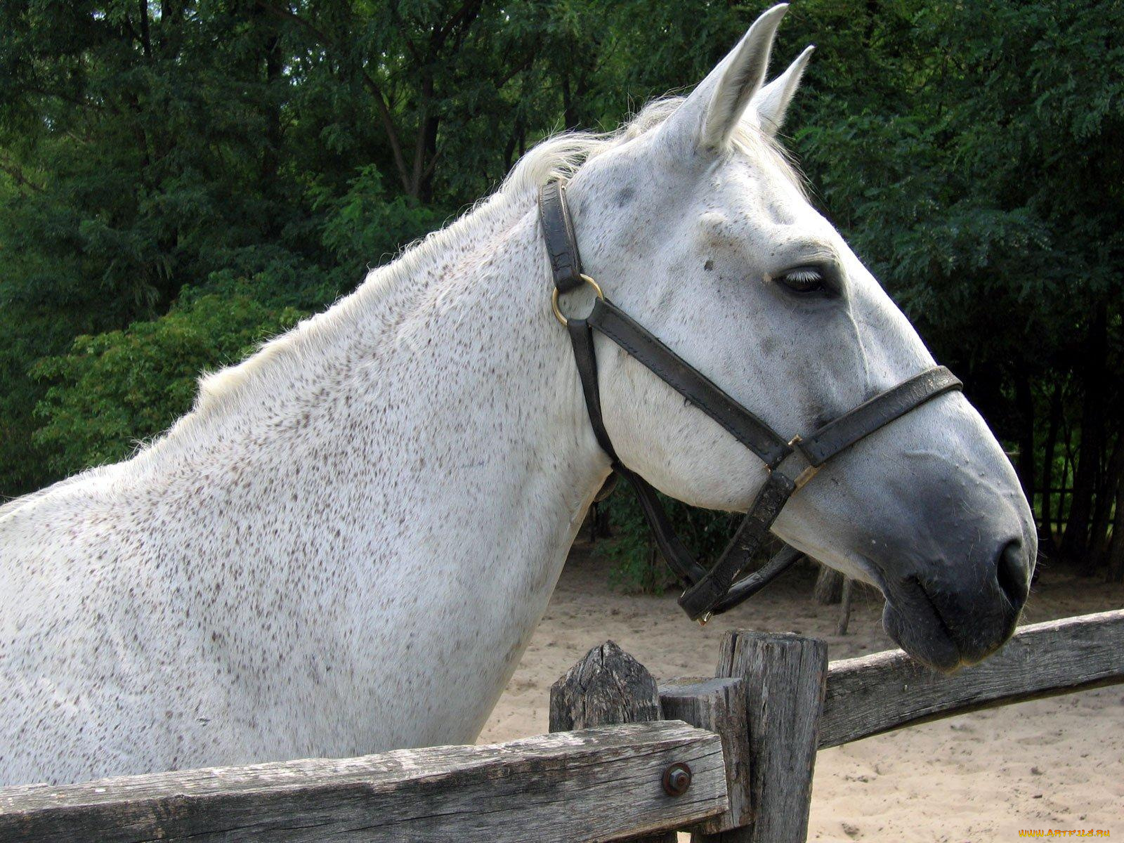 животные, лошади