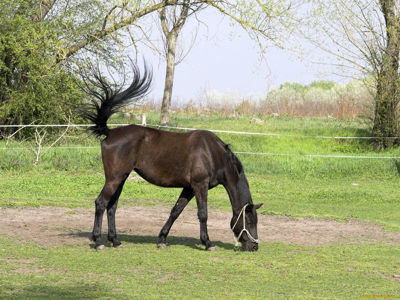 животные, лошади