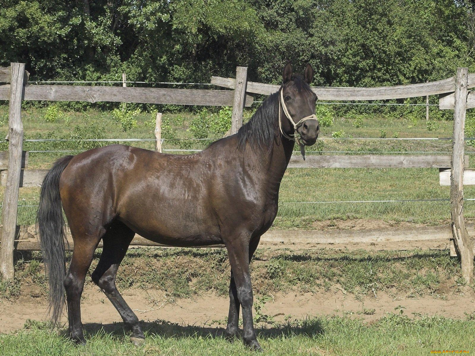 животные, лошади