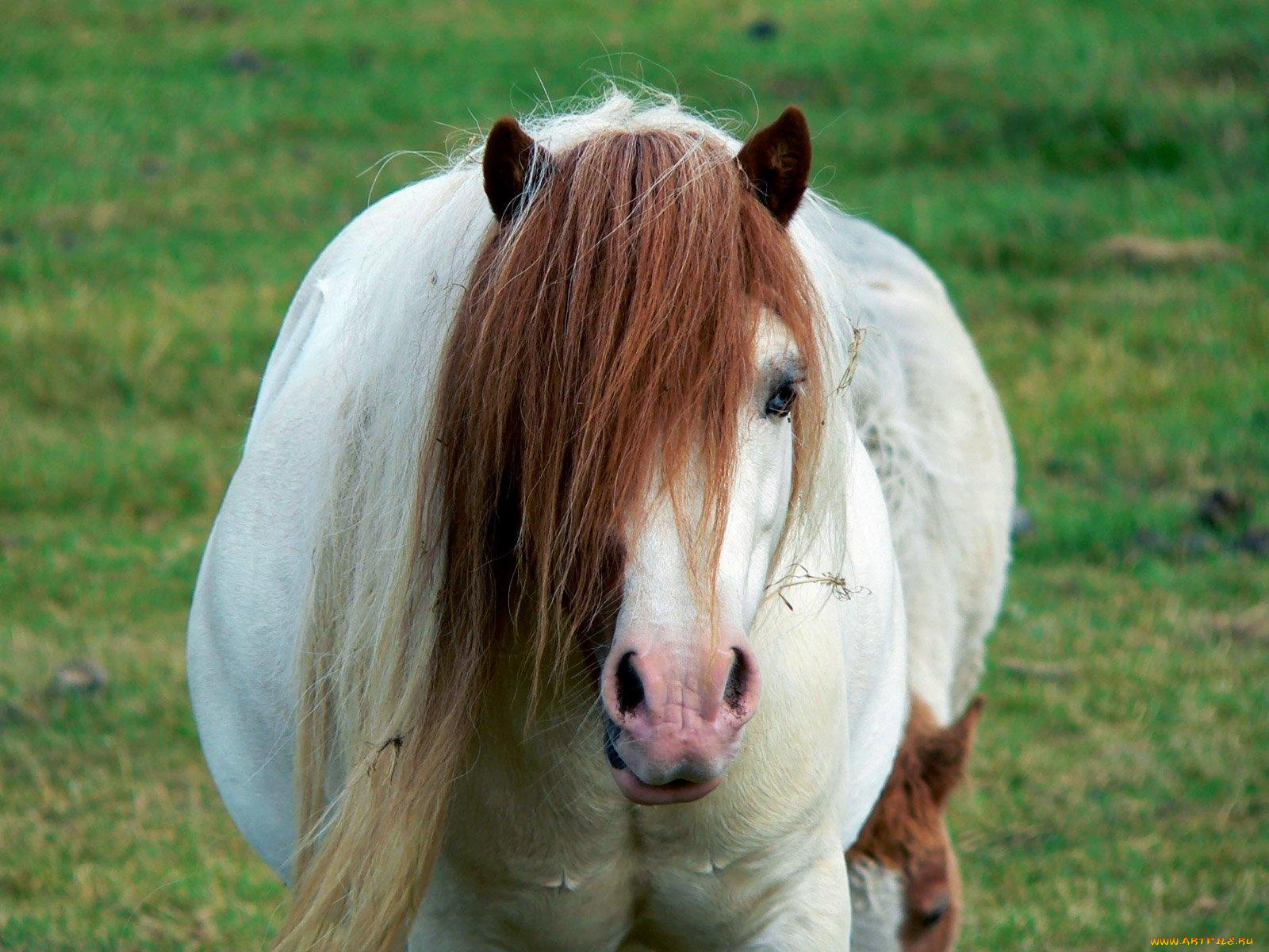 животные, лошади