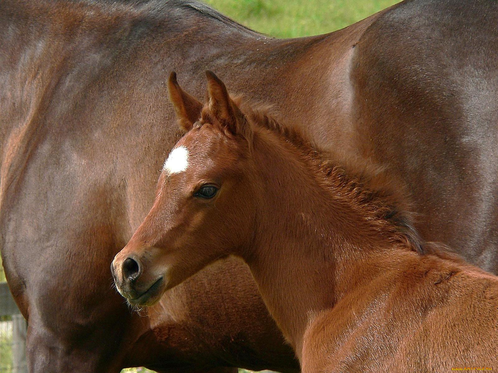 животные, лошади
