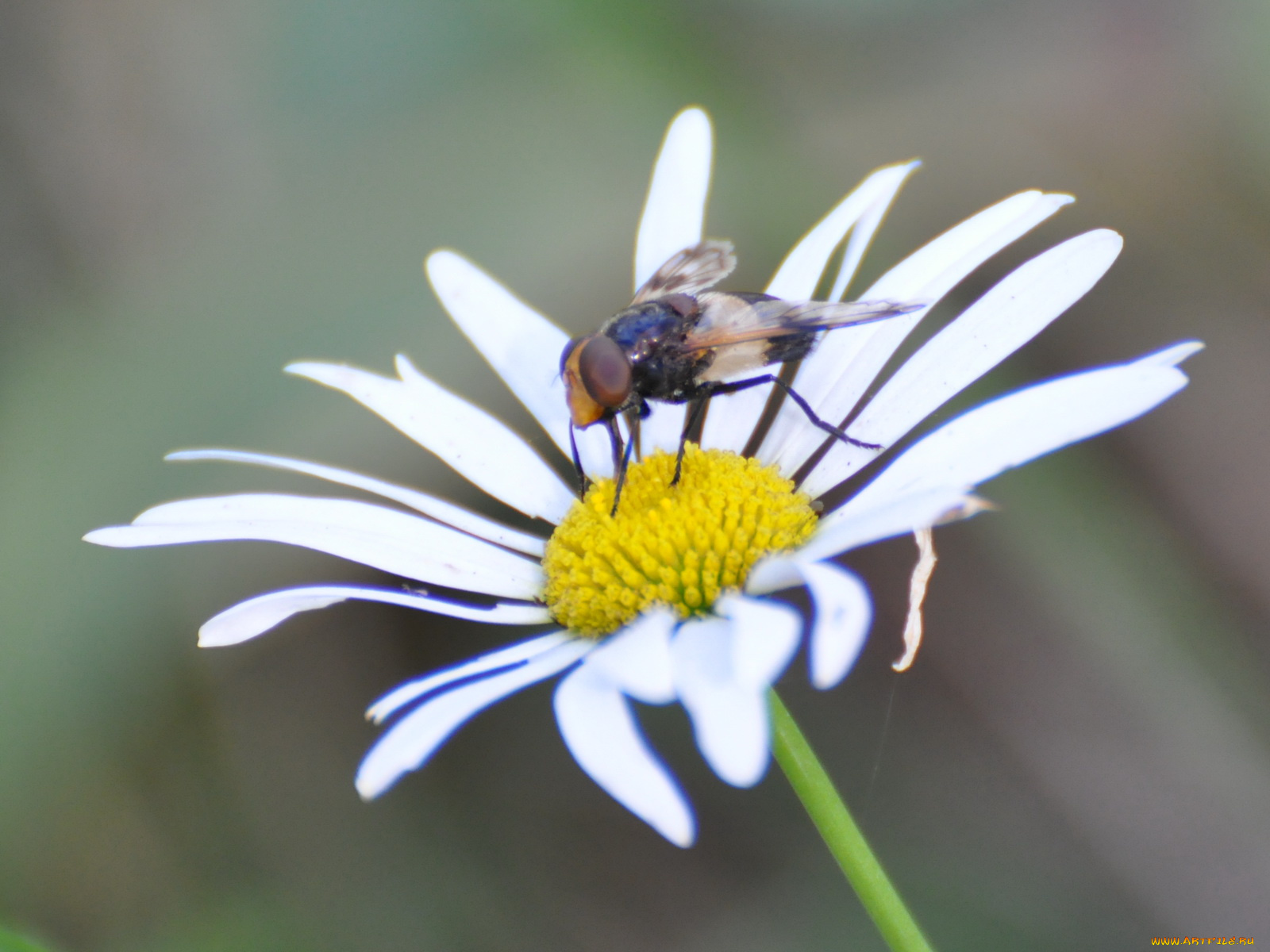 животные, насекомые