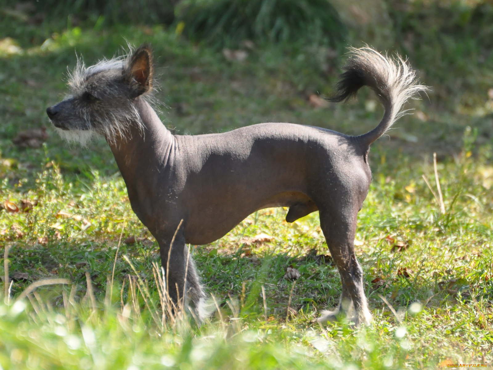 животные, собаки