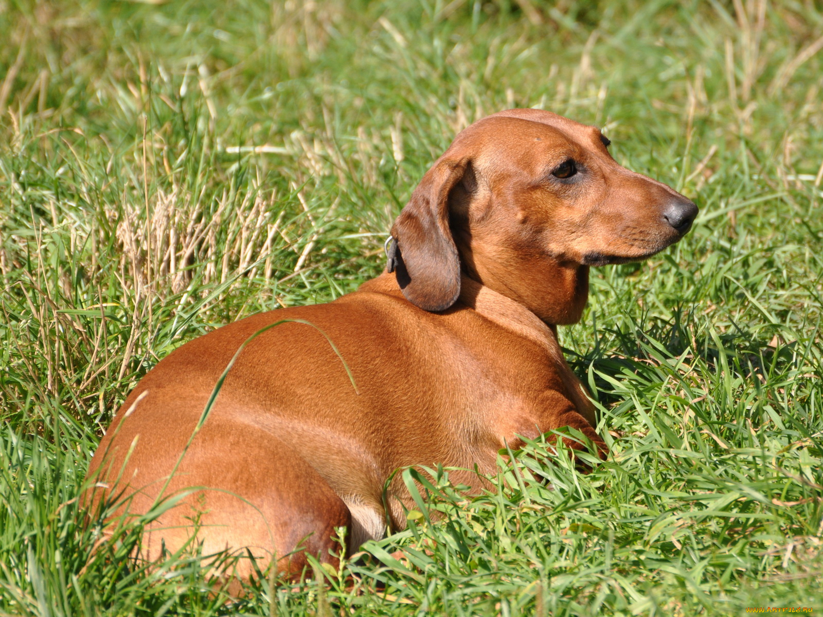 животные, собаки