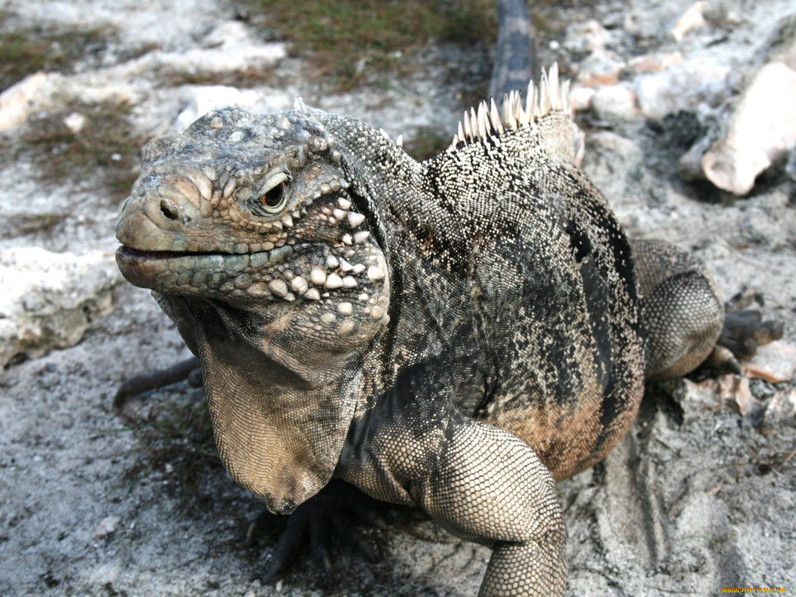 животные, Ящерицы, игуаны, вараны