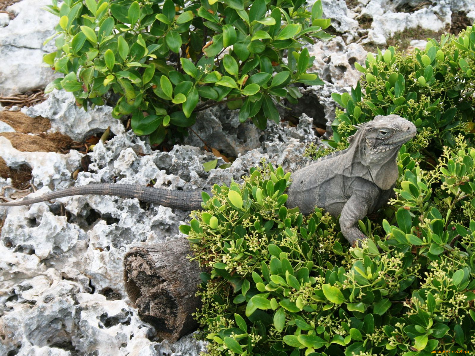 животные, Ящерицы, игуаны, вараны