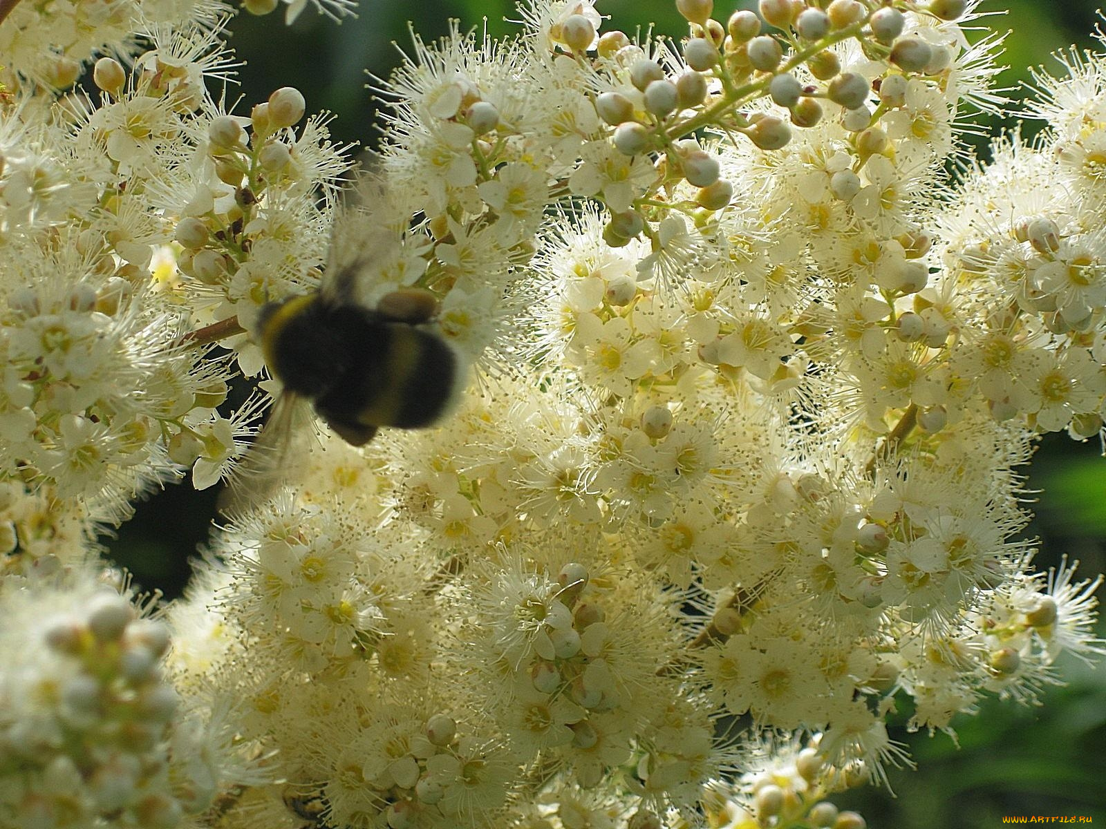 цветы, цветущие, деревья, кустарники, пушистые, белые