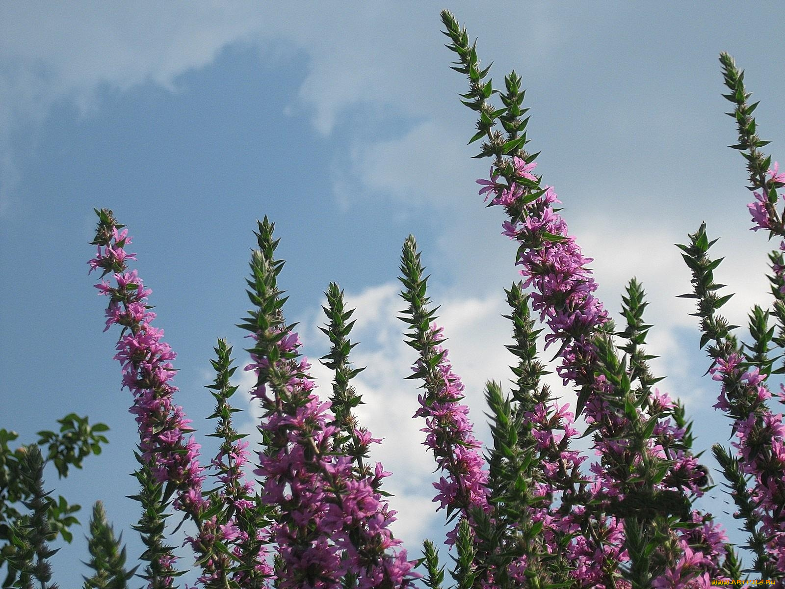 цветы, луговые, полевые, небо