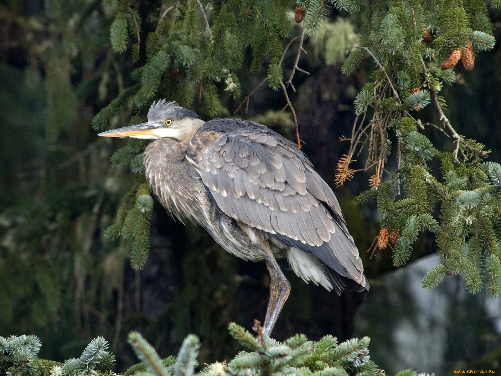 животные, цапли