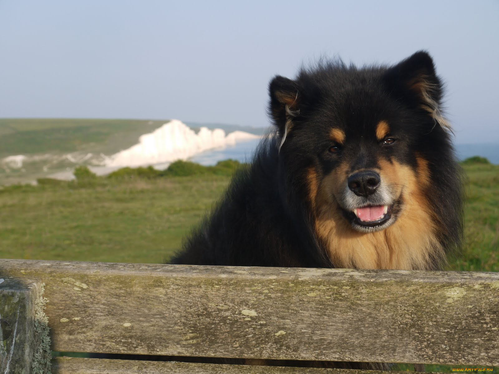 животные, собаки