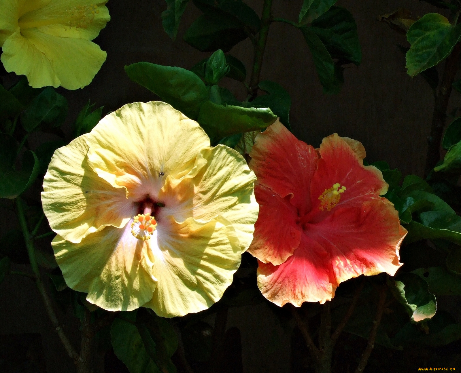 цветы, гибискусы, жёлтые, лепестки, тёмный