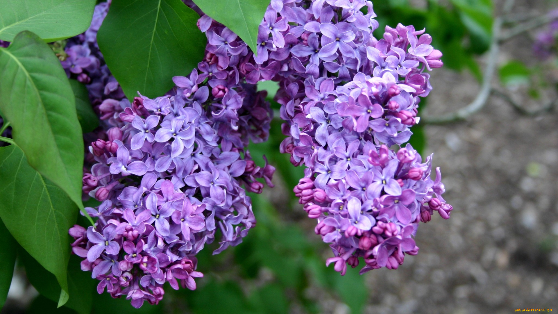 цветы, сирень, фиолетовый, гроздья