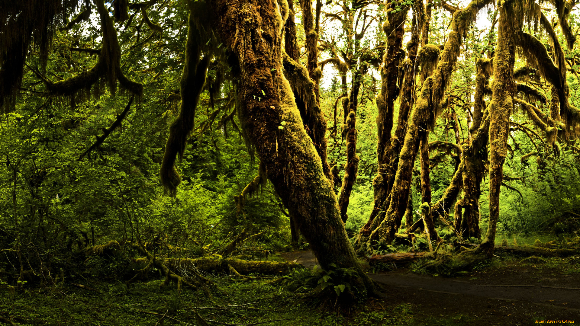 olympic, national, park, природа, лес, мох