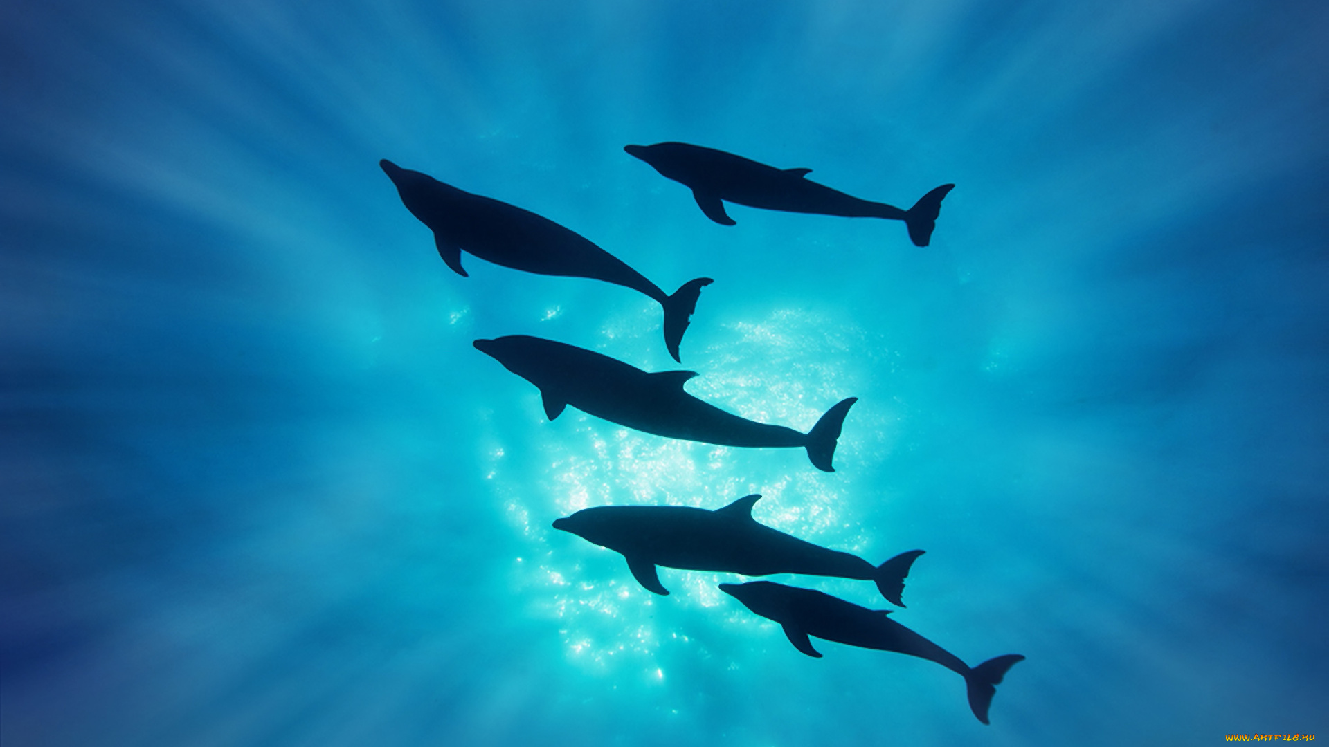 животные, дельфины, вода, силуэт, лучи