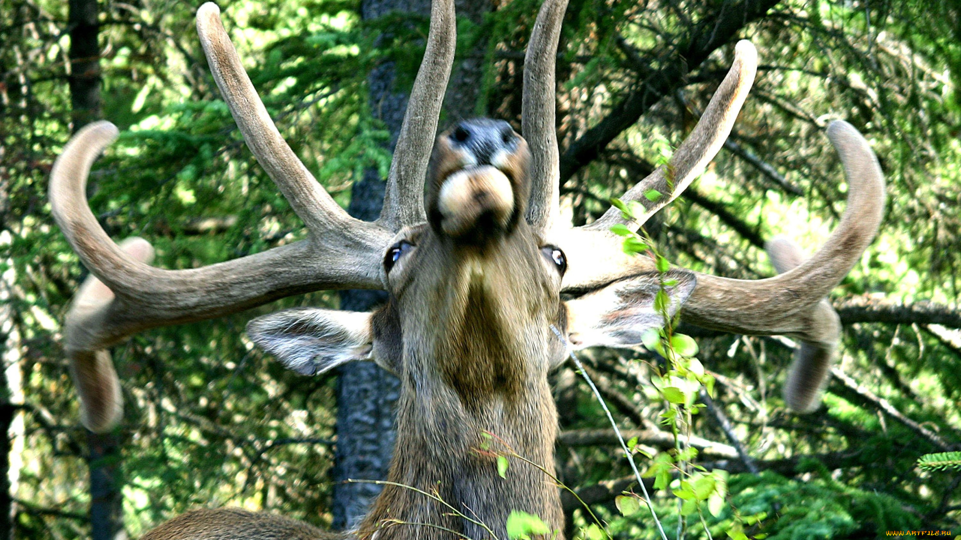 животные, олени, рога