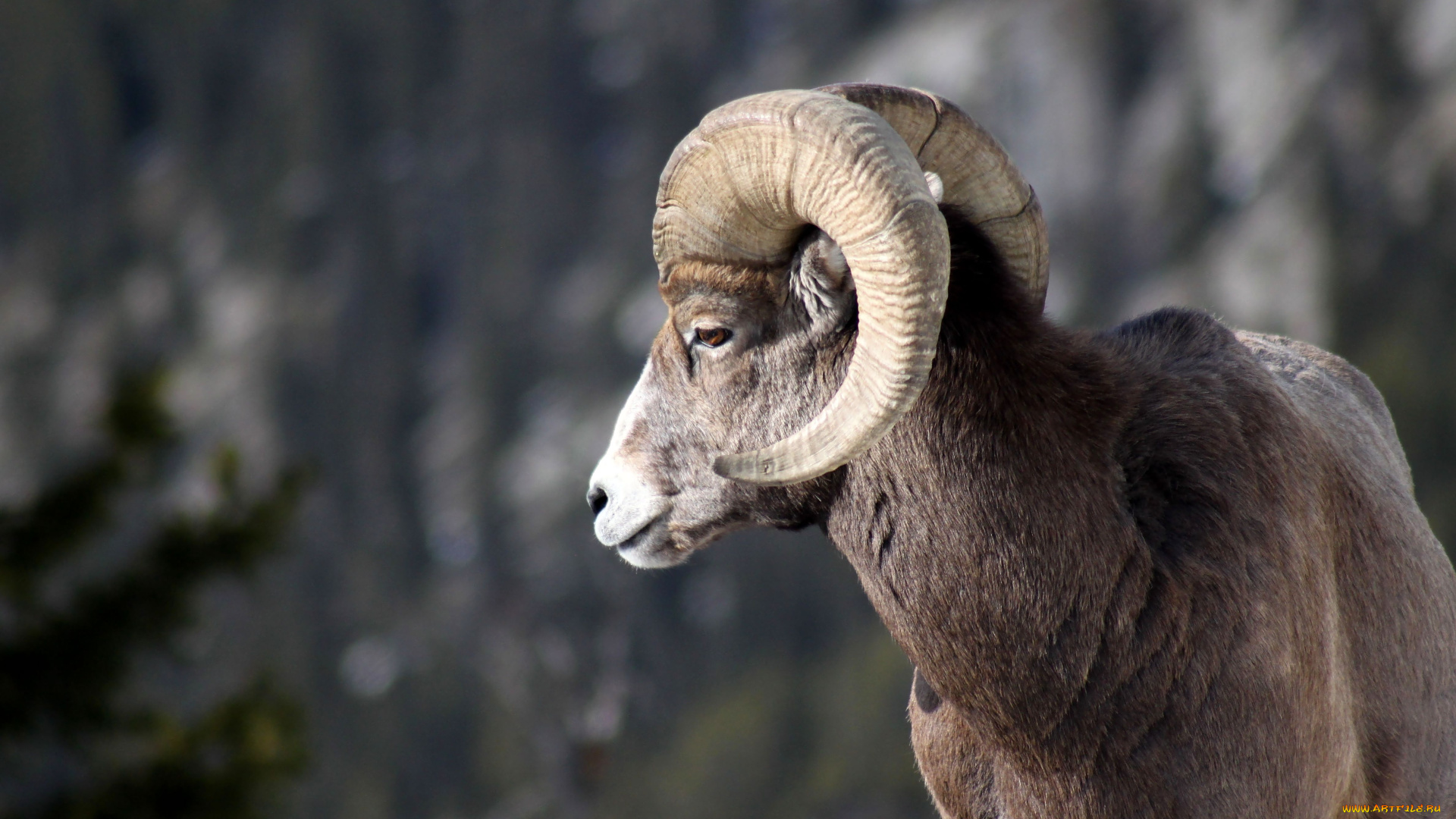 животные, овцы, бараны, рога, баран