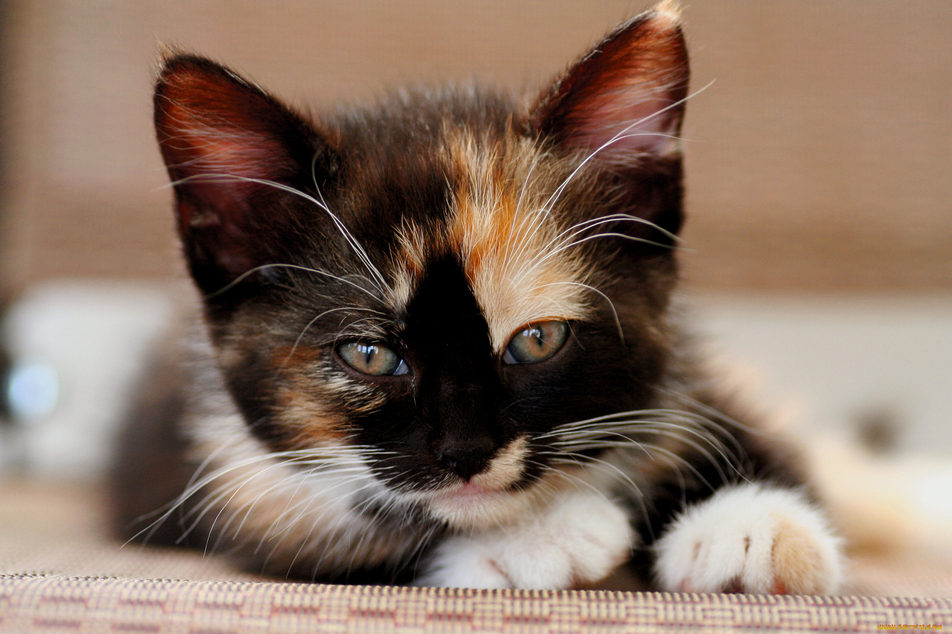 животные, коты, котёнок