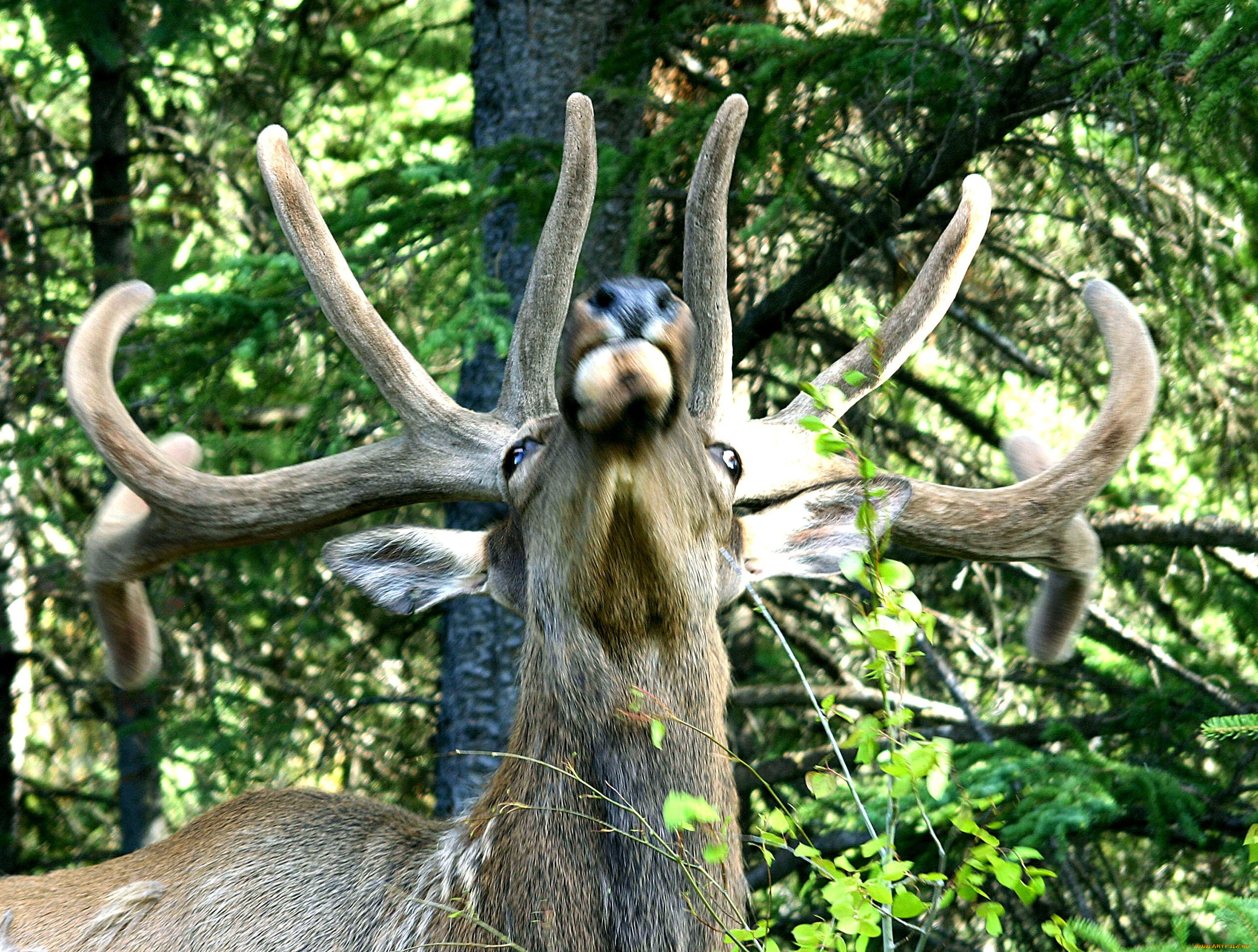 животные, олени, рога