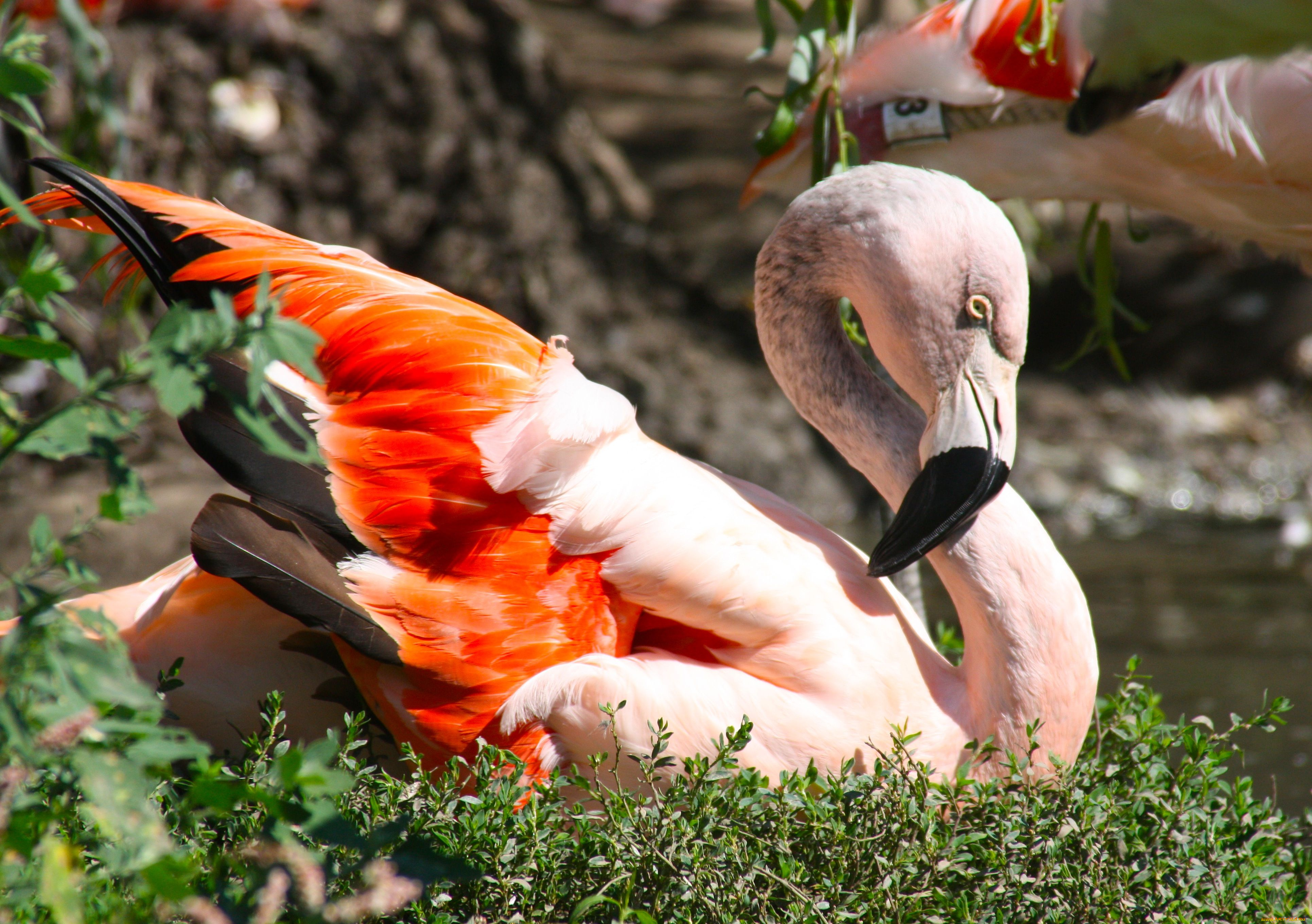 животные, фламинго