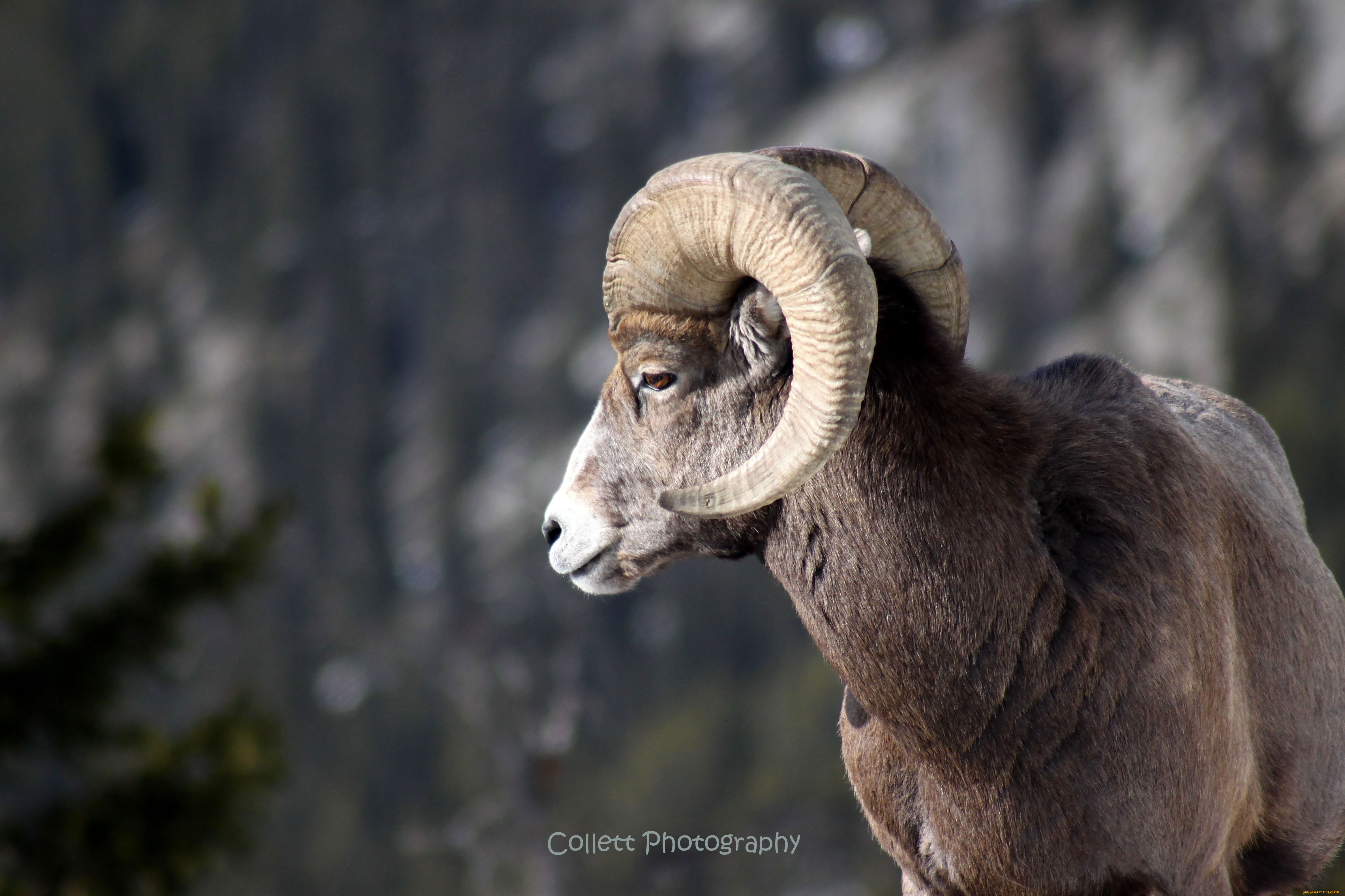 животные, овцы, бараны, рога, баран