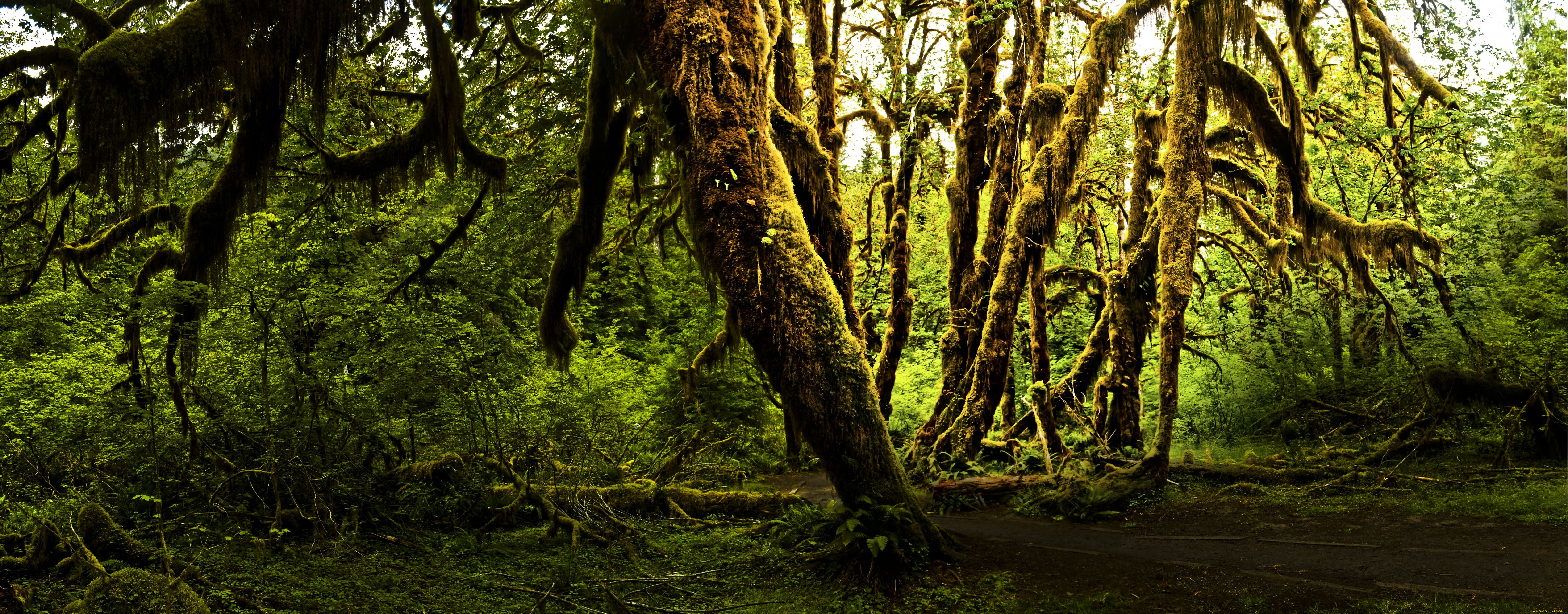 olympic, national, park, природа, лес, мох