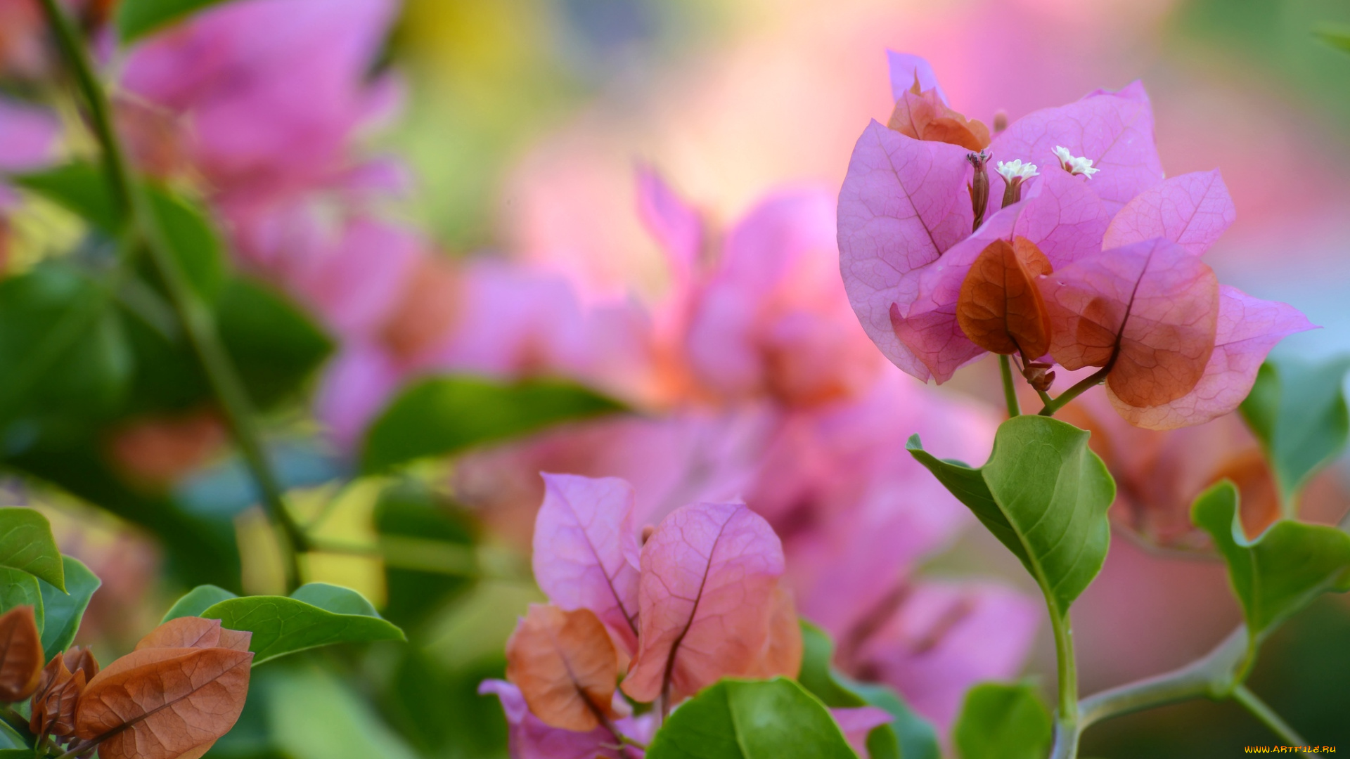 цветы, бугенвиллея, розовый