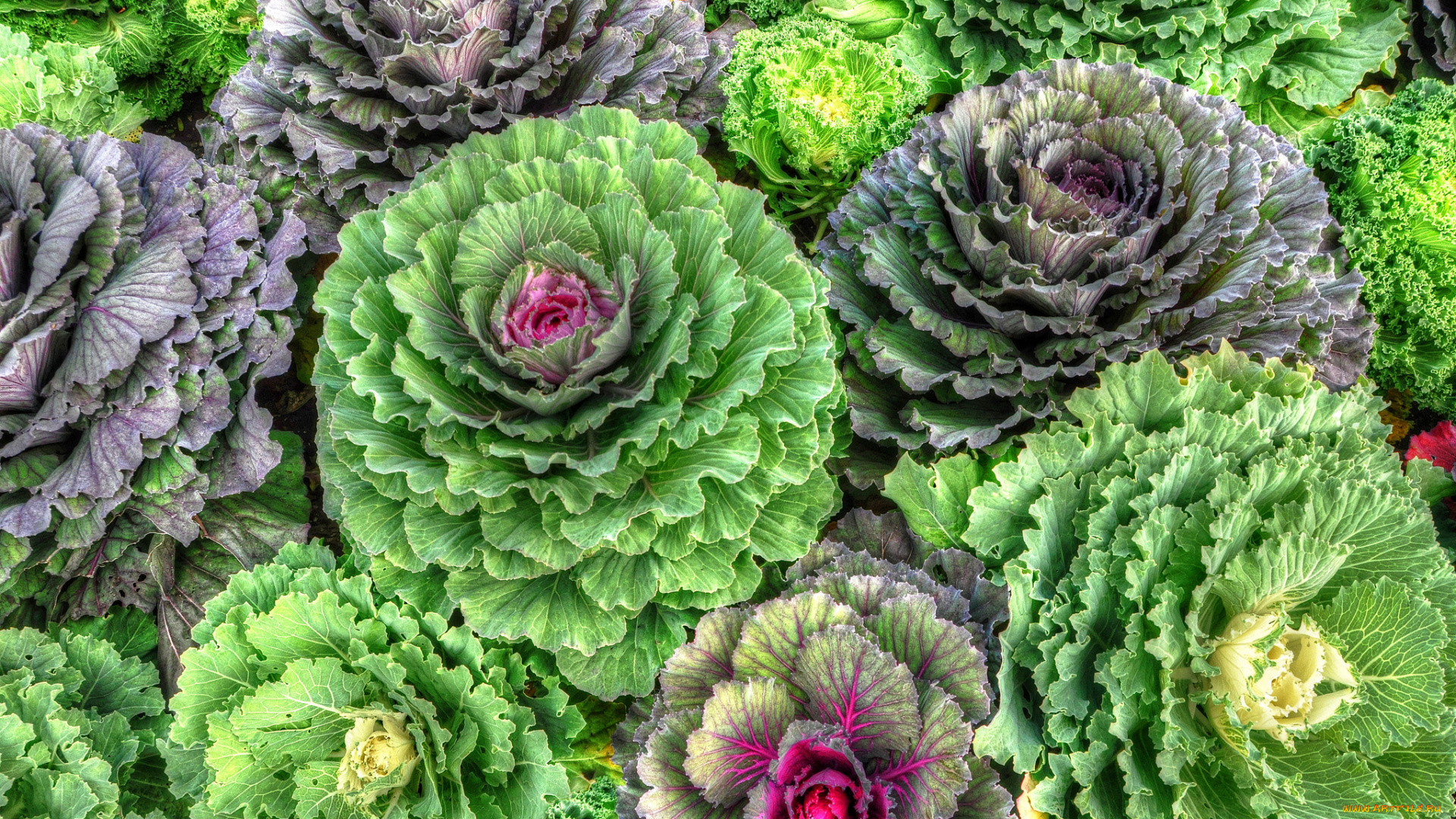 цветы, декоративная, капуста