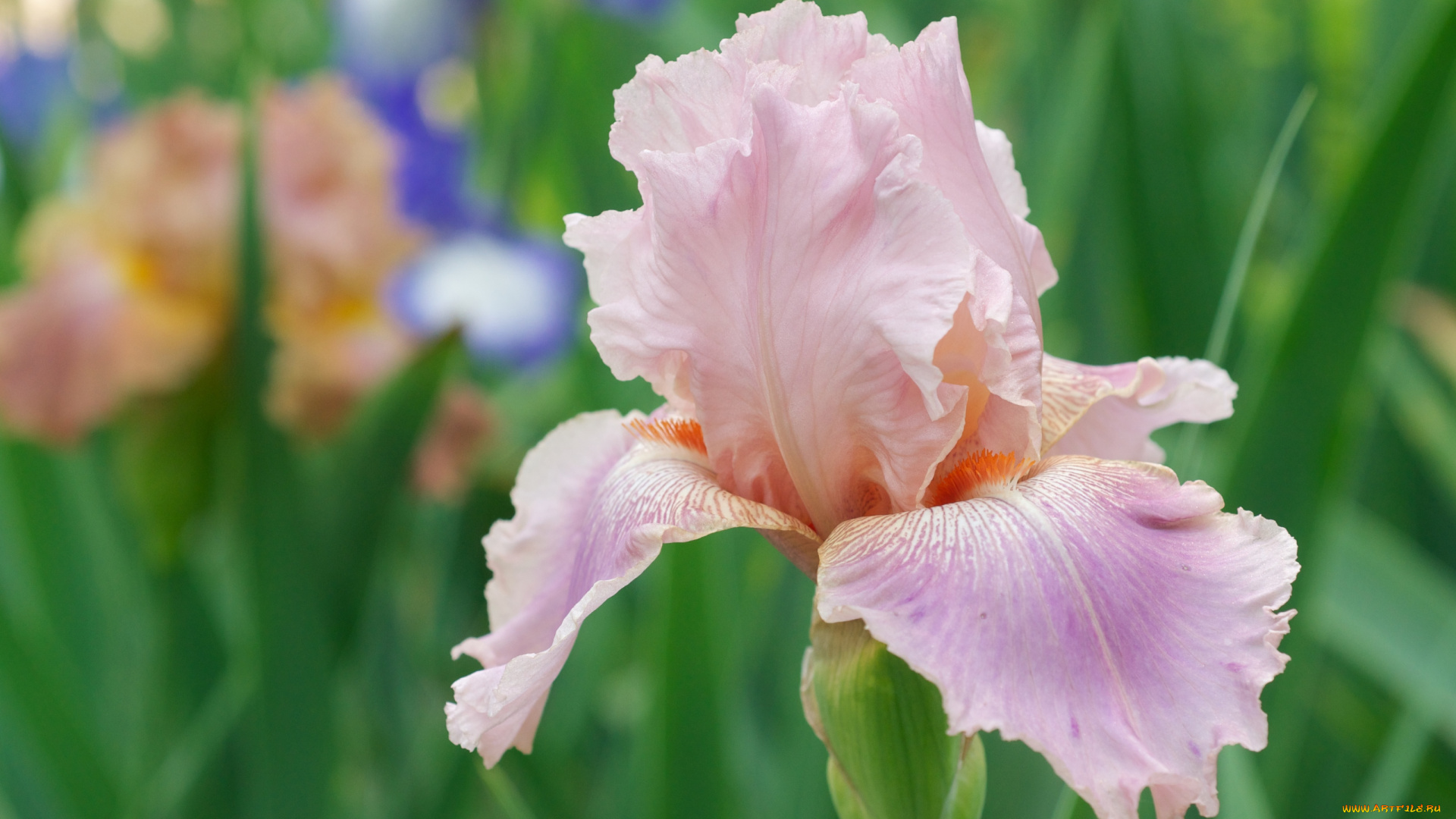 цветы, ирисы, макро