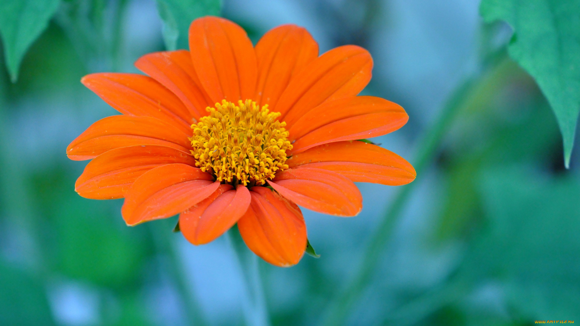 цветы, лепестки, макро