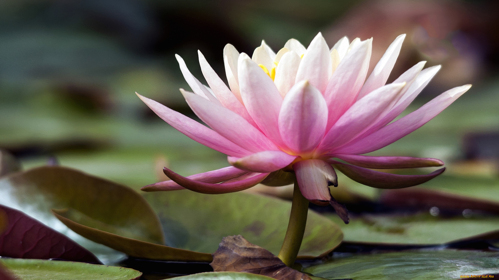 цветы, лилии, водяные, нимфеи, кувшинки, розовый