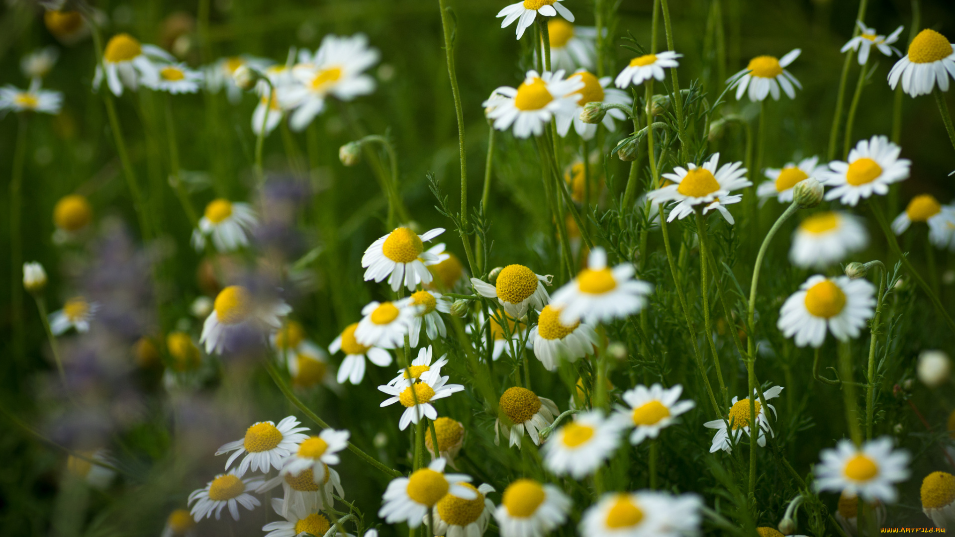 цветы, ромашки, белый