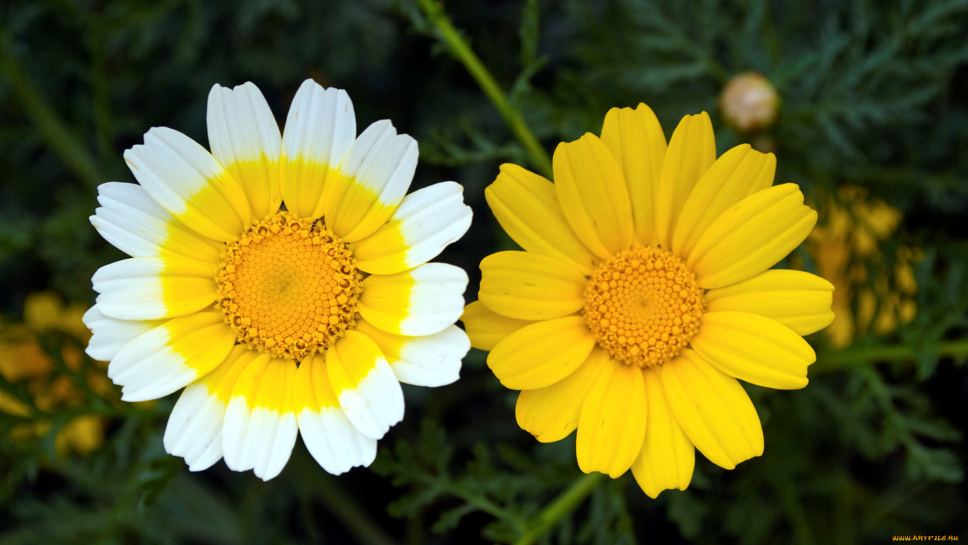 цветы, ромашки, макро, дуэт