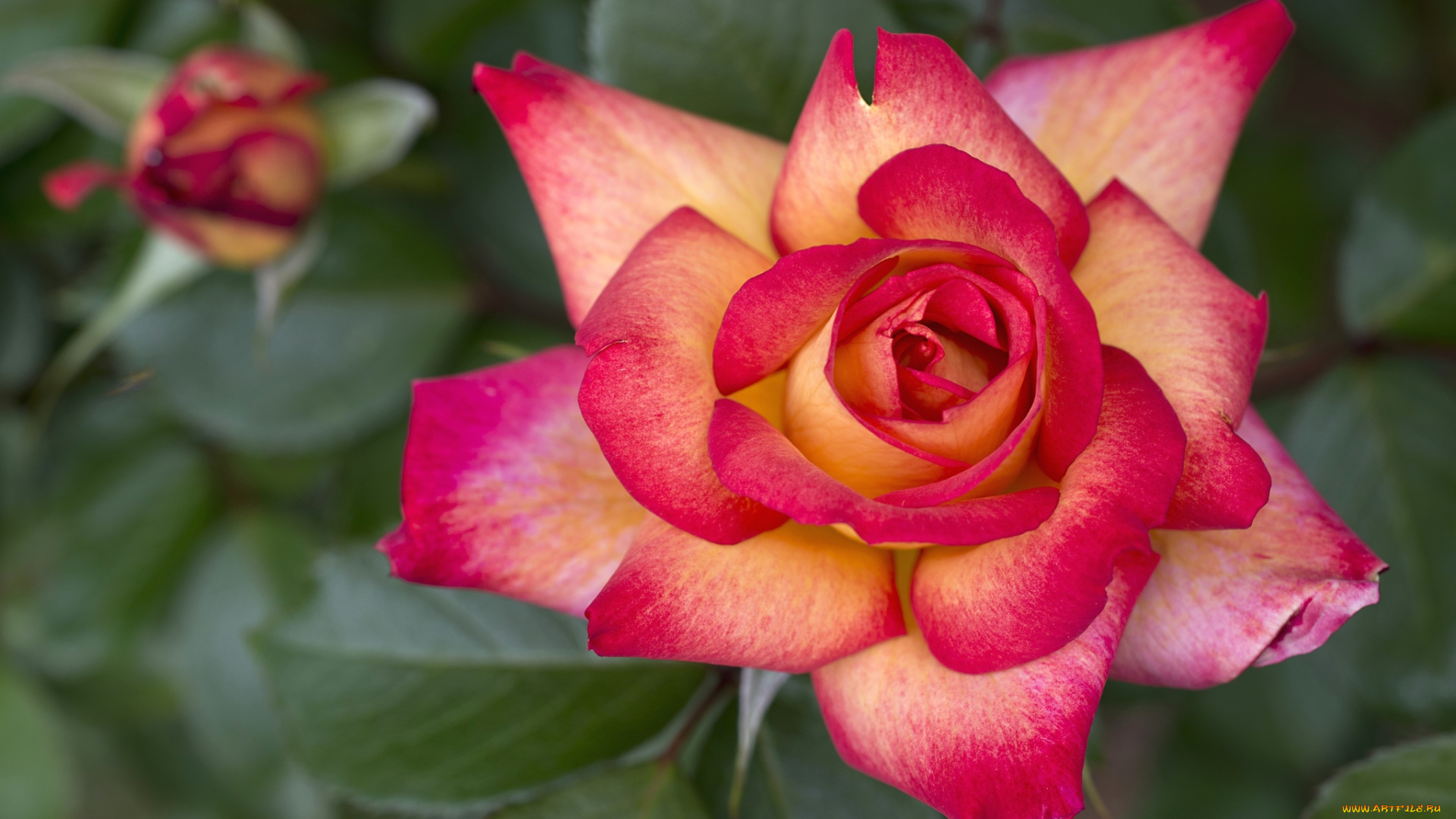 цветы, розы, пестрый