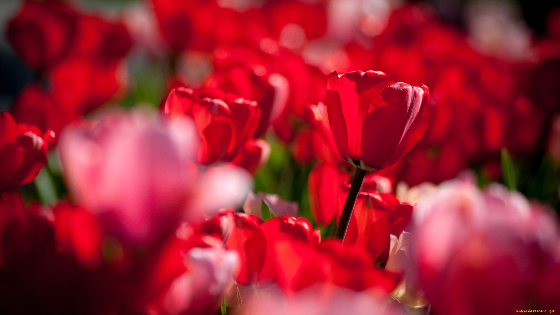 цветы, тюльпаны, бутоны, боке